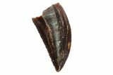 Serrated, Raptor Tooth - Real Dinosaur Tooth #88117-1